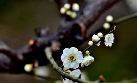 梅花寓意|梅花的象征意义（探寻梅花的文化内涵与象征意义）